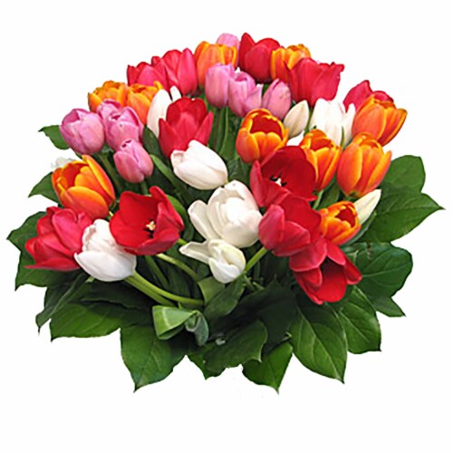 40-Stem Rainbow Tulips with Greens (Approximate Delivery is 1-3 Days) Perspective: front