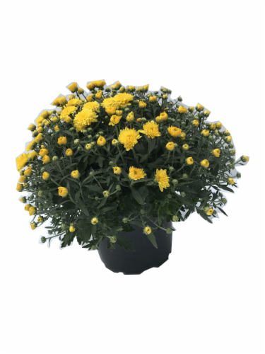 Garden Mums Outdoor Potted Plants Perspective: front