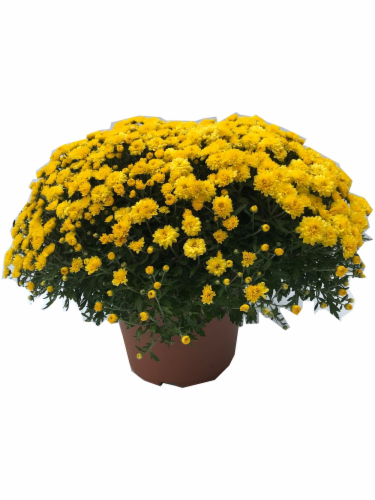 Garden Mums Potted Plant Perspective: front