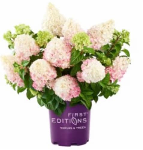 Fresh Live Strawberry Vanilla Hydrangea Plant in 10 inch pot Perspective: front