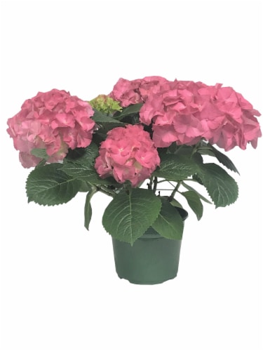 Premium Hydrangea Perspective: front