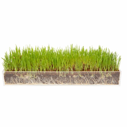 Window Garden Sango Purple Radish Grow Kit - Plant Home Garden, Juice Healthy Shots Perspective: front