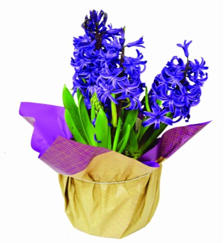 Potted Premium Hyacinth 6 Inch Perspective: front