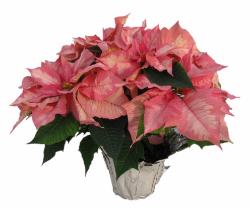 Potted Poinsettia - Pink Perspective: front