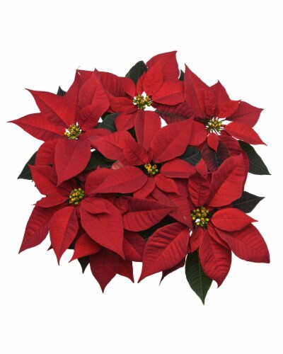 Hanging Basket Number 10 Potted Red Poinsettia Perspective: front