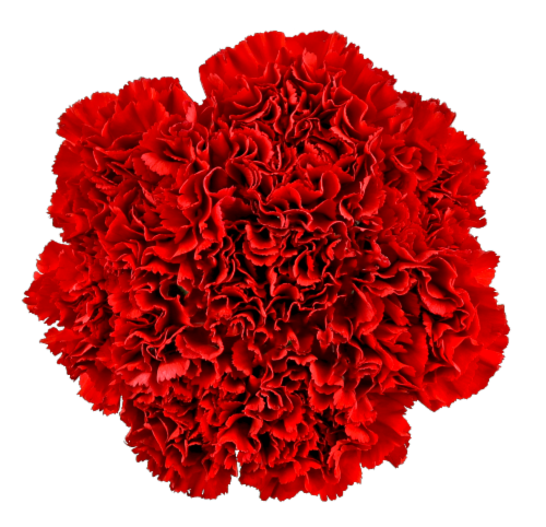 Holiday Carnations Fresh Flower Bouquet Perspective: front