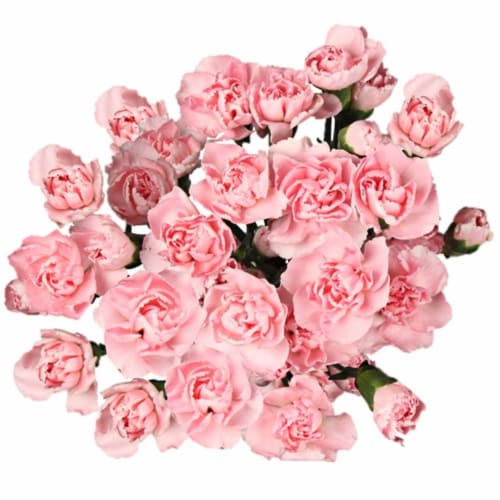Mini Carnations Bunch Perspective: front