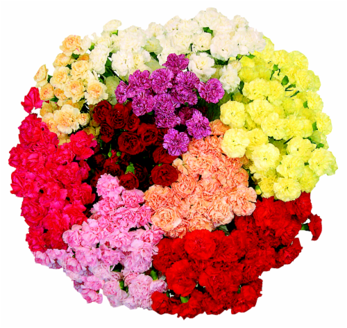 Grower Bunch Mini Carnations Perspective: front