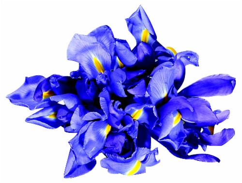 Iris Bunch Perspective: front