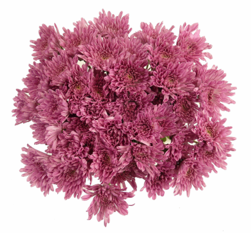 Purple Poms Perspective: front