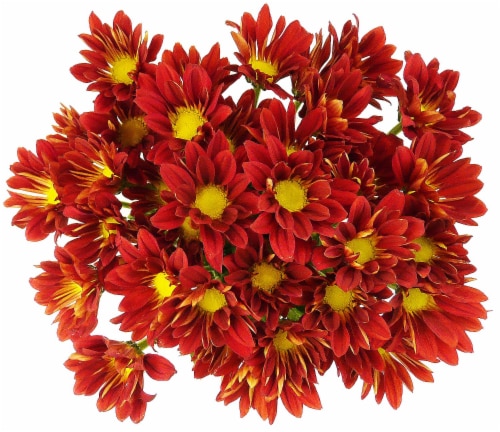 Red/Orange Poms Perspective: front