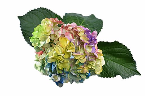 Love is Love Rainbow Hydrangea Bouquet Perspective: front