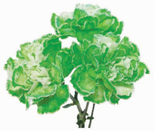 Green Carnations Perspective: front