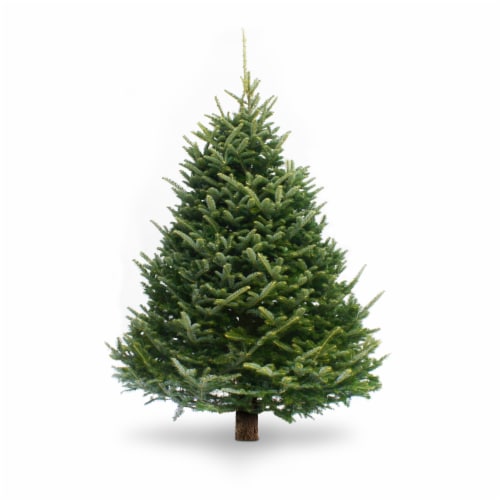 6 - 7 FT FARM FRESH FRASER FIR REAL CHRISTMAS TREE