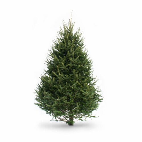 Live christmas trees for sale near me deals