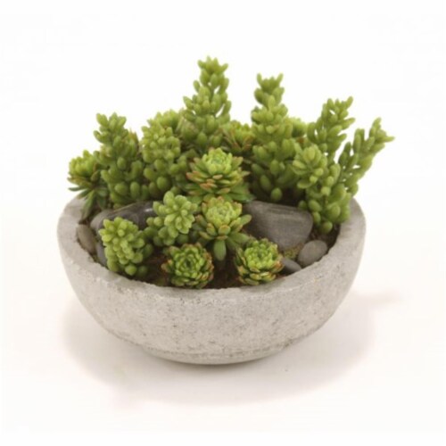 Mixed Succulents & Stones in Concrete-Lite Bowl - Pack of 4 Perspective: front