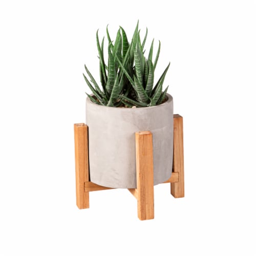 Bambeco Succulent with Wood Stand Perspective: front