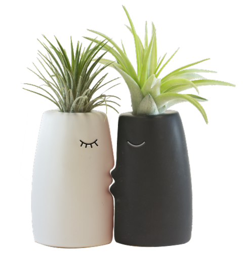 Kiss Me Potted Plant Set Perspective: front