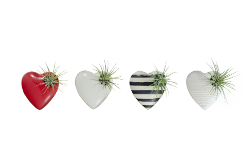 LiveTrends Life Magnetic Sweetheart - Assorted Perspective: front