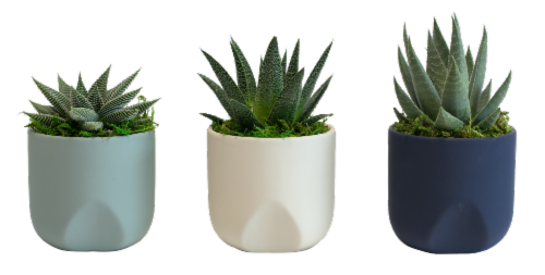 Cerulean Clouds Succulent Pot - Assorted Perspective: front