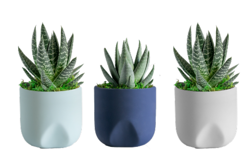 Aqua Life Potted Plant Perspective: front