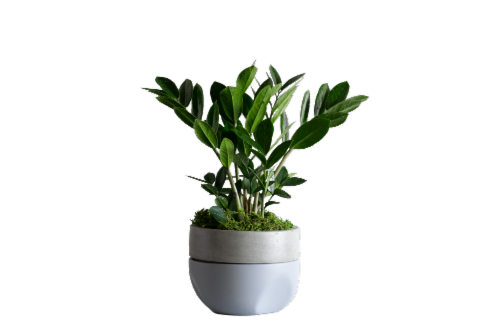 LiveTrends Azure Sky Potted Succulent Perspective: front