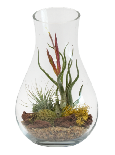 LiveTrends Metamorphosis Plant Perspective: front