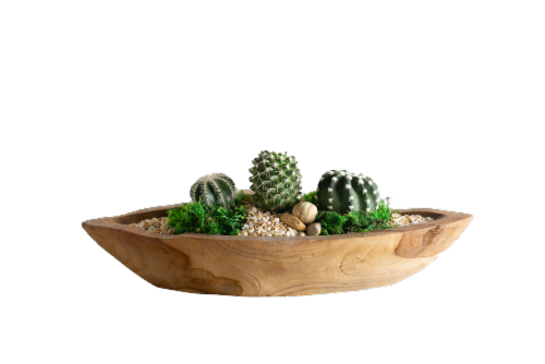 LiveTrends Kerala Teak Potted Plant Perspective: front
