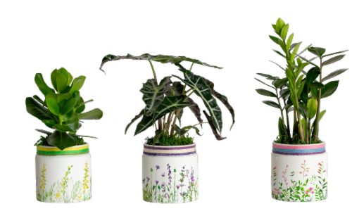 LiveTrends Living Floral Variety Plants - Assorted Perspective: front