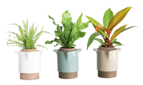 LiveTrends Brunn Plants - Assorted Perspective: front