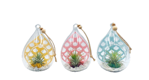 Sweet Pineapple Brachycaulos Air Plant Perspective: front