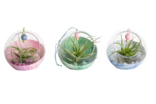 Potted Air Plant in Glass Orb - Fantasy - Assorted Perspective: front