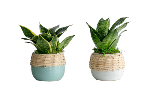 LiveTrends Sisu Plant - Assorted Perspective: front