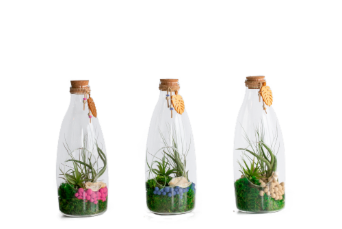 LiveTrends Air Planter Succulent Decor Perspective: front