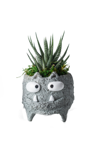 Monster Cat Assorted Succulent Potted Plants Perspective: front