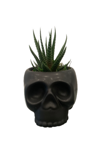 LiveTrends Plant for Brains Potted Plant Perspective: front
