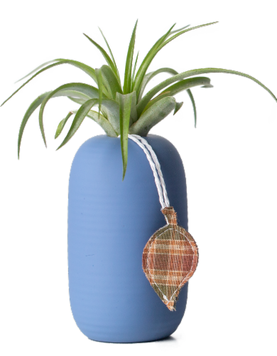LiveTrends Harris Potted Brachycaulos Air Plant Perspective: front