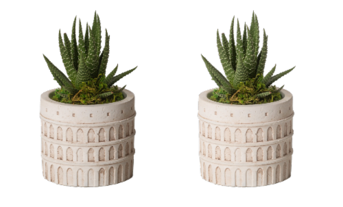 LiveTrends Roma Potted Plants Perspective: front