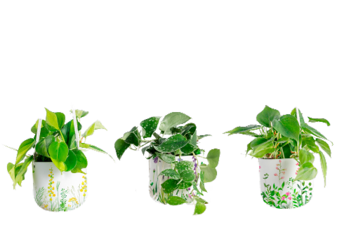 LiveTrends Fields of Spring Assorted Foliage (Approximate Delivery is 2-5 Days) Perspective: front