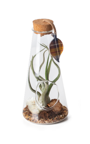 LiveTrends Tartan Dream Medusae Air Plant Terrarium Perspective: front
