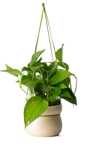 Drifter Hanging Basket Assorted Potted Plant Perspective: front