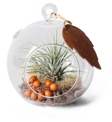 Fall Harvest Succulent Glass Orb Terrarium Perspective: front