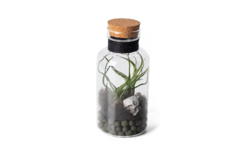 LiveTrends Witch's Potion Potted Air Plant Perspective: front