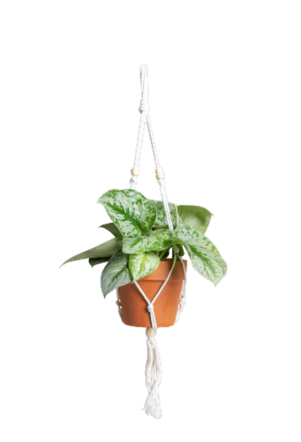 Petite Macrame Potted Plant Perspective: front