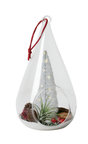 LiveTrends Holiday Morning Tillandsia Decorative Plant Perspective: front