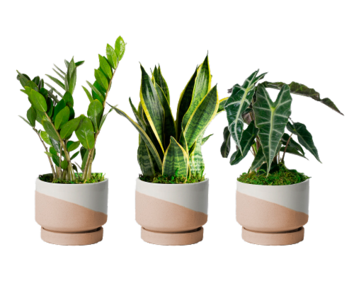 Live Trends Norway Plant Perspective: front