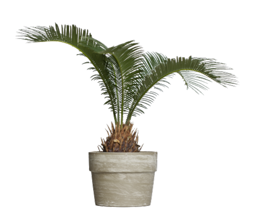 Sago Palm Plant Perspective: front