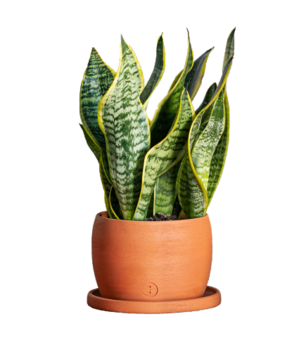 LiveTrends Large Free-Form Terracotta Perspective: front