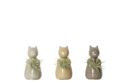 LiveTrends Ekorre Succulent Plant and Holder Perspective: front