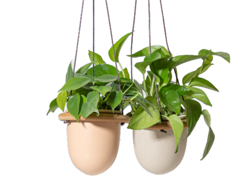 LiveTrends Host Potted Plants Perspective: front